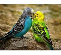 Wingkin Cross Stitch Kits for Adults Budgerigar 11CT Printed Cross-Stitch Kit,DIY Beginner Stamped Embroidery Kits Wall Art Home Decoration （16 ×20 Inch）