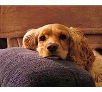 Wingkin Cross Stitch Kits for Adults Cocker Spaniel 11CT Printed Cross-Stitch Kit,DIY Beginner Stamped Embroidery Kits Wall Art Home Decoration （16 ×20 Inch）