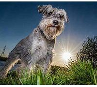 Wingkin Cross Stitch Kits for Adults Miniature Schnauzer 11CT Printed Cross-Stitch Kit,DIY Beginner Stamped Embroidery Kits Wall Art Home Decoration （16 ×20 Inch）