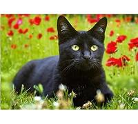 Wingkin Cross Stitch Kits for Adults Poppy Black cat 11CT Printed Cross-Stitch Kit,DIY Beginner Stamped Embroidery Kits Wall Art Home Decoration （16 ×20 Inch）