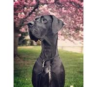 Wingkin Stamped Cross Stitch Kits Animal Great dane 11CT Advanced Pre-Printed Cross-Stitch Pattern Embroidery DIY Beginner Adults Kids Home Decoration （40x50cm）