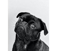 Wingkin Stamped Cross Stitch Kits Black Pug Dog 11CT Advanced Pre-Printed Cross-Stitch Pattern Embroidery DIY Beginner Adults Kids Home Decoration （40x50cm）