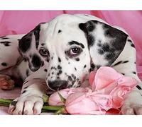 Wingkin Stamped Cross Stitch Kits Dalmatian and Rose 11CT Advanced Pre-Printed Cross-Stitch Pattern Embroidery DIY Beginner Adults Kids Home Decoration （40x50cm）
