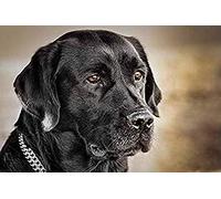 Wingkin Stamped Cross Stitch Kits for Adults Animal Black Labrador Retriever 11CT Full Range of Embroidery Starter Kit for Beginners DIY Pre-Printed Patterns Starter Kit（16×20 Inch）