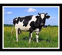 Wingkin Stamped Cross Stitch Kits for Adults Black and White Cow Animal on The Grass 11CT Full Range of Embroidery Starter Kit for Beginners DIY Pre-Printed Patterns Starter Kit（16×20 Inch）