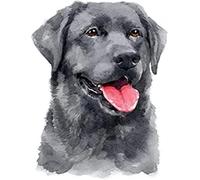 Wingkin Stamped Cross Stitch Kits for Adults Black Labrador Retriever 11CT Full Range of Embroidery Starter Kit for Beginners DIY Pre-Printed Patterns Starter Kit（16×20 Inch）