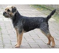 Wingkin Stamped Cross Stitch Kits for Adults Border Terrier 11CT Full Range of Embroidery Starter Kit for Beginners DIY Pre-Printed Patterns Starter Kit（16×20 Inch）