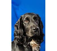 Wingkin Stamped Cross Stitch Kits for Adults Cocker Spaniel Dog 11CT Full Range of Embroidery Starter Kit for Beginners DIY Pre-Printed Patterns Starter Kit（16×20 Inch）