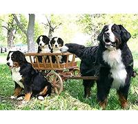 Wingkin Stamped Cross Stitch Kits for Adults Swiss Bernese Mountain Dog 11CT Full Range of Embroidery Starter Kit for Beginners DIY Pre-Printed Patterns Starter Kit（16×20 Inch）
