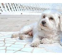 Wingkin Stamped Cross Stitch Kits Lhasa Apso 11CT Advanced Pre-Printed Cross-Stitch Pattern Embroidery DIY Beginner Adults Kids Home Decoration （40x50cm）