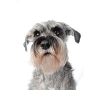 Wingkin Stamped Cross Stitch Kits Miniature Schnauzer 11CT Advanced Pre-Printed Cross-Stitch Pattern Embroidery DIY Beginner Adults Kids Home Decoration （40x50cm）