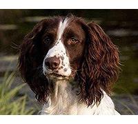 Wingkin Stamped Cross Stitch Kits Springer Spaniel 11CT Advanced Pre-Printed Cross-Stitch Pattern Embroidery DIY Beginner Adults Kids Home Decoration (40x50cm)