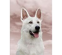 Wingkin Stamped Cross Stitch Kits White German Shepherd Cute Dog 11CT Advanced Pre-Printed Cross-Stitch Pattern Embroidery DIY Beginner Adults Kids Home Decoration （40x50cm）