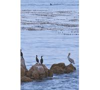 Wings on the Tide: Ocean-inspired 100-page hybrid/dual journal - ruled, dotted, and indexed for writing, planning, or sketching