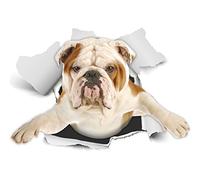 Winston & Bear 3D Dog Stickers - 2 Pack - British Bulldog Sticker for Wall, Fridge, Toilet and More English Bulldog