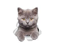 Winston & Bear British Shorthair Cat Wall Decals - 2 Pack - British Shorthair Cat Toilet Sticker - 3D Cat Car Window and Bumper Sticker - Retail Packaged Grey Kitten Lover Gifts