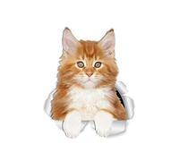 Winston & Bear Cute Red Maine Coon Kitty Cat Wall Decals - 2 Pack - Orange Maine Coon Cat Toilet Sticker - 3D Cat Car Window and Bumper Sticker - Retail Packaged Maine Coon Lover Gifts