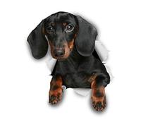 Winston & Bear Dachshund Wall Decal - 3D Wiener Sausage Dog Sticker Gift for Dog Lovers