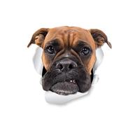 Winston & Bear Grumpy Boxer Dog Wall Decals - 2 Pack - Boxer Dog Toilet Sticker - 3D Dog Car Window and Bumper Sticker - Retail Packaged Boxer Dog Lover Gifts
