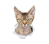 Winston & Bear Grumpy Rex Cat Wall Decals - 2 Pack - Grumpy Rex Cat Toilet Sticker - 3D Cat Car Window and Bumper Sticker - Retail Packaged Cat Lover Gifts