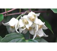 Winter Beauty Clematis: Two Plants/With Two Tower Pots