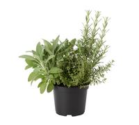 Winter Cooking Herb Collection Sage Thyme And Rosemary 1L Potted 3 Plants