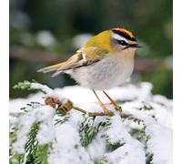 Winter Firecrest - RSPB Small Square Christmas 10 Card Pack