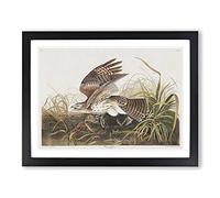 Winter Hawk By John James Audubon Vintage Framed Print | A3 Black Framed Wall Art | Ready to Hang | Classic Landscape Picture | Living Room Bedroom Lounge Office