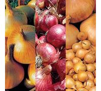 Winter Onion Sets Mix Approx. 750g (150 Sets) - Includes Varieties Like Red Winter, Senshyu Yellow & Radar - Autumn Planting for Overwintering