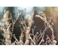 Winter plants-8000-Piece Adult Puzzle Game - Suitable for Relaxation, Meditation, and Educational Play 14 years+