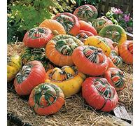 Winter squash - Turks Turban - Vegetable Garden - 5 Seeds
