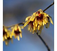 Wintersweet Outdoor Shrub Plant Chimonanthus Praecox Garden Plants 2L Pot Plant Theory Green One Size