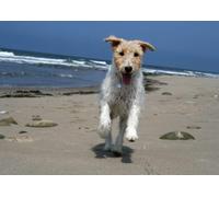 Wire Fox Terrier 7,000-Piece Adult Jigsaw Puzzles | Challenging puzzle for adults and family entertainment