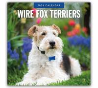 Wire Fox Terriers 2026 Square Wall Calendar