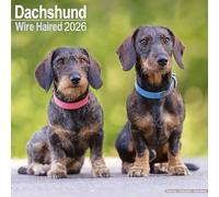 Wire Haired Dachshund 2026 Calendar | Square Wall Calendar | Dog Breed Gift | Plastic Free Packaging | by Avonside Publishing