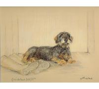 Wire Haired Dachshund GE162, Wire Haired Dachshund Print