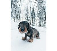 Wire Haired Dachshund in the Snow Greeting Card 125mm x 178mm Including Envelope GC1139