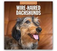 Wire-haired Dachshunds 2027 Square Wall Calendar: Original Red Robin Publishing Ltd-Kalender [Mehrsprachig] [Kalender]