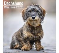 Wirehaired Dachshund 2025 Square Wall Calendar NEW