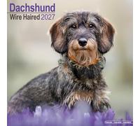 Wirehaired Dachshund 2027 Calendar | Square Wall Calendar | Dog Breed Gift | Plastic Free Packaging | by Avonside Publishing