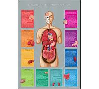 Wisdom Learning Kids Learn Organs of The Human Body Parts Educational A3 (30cm x 42cm) Toddlers Childs Poster Art Print WallChart