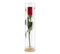 wisedry Decorative Glass Jar Display Case with Bamboo Base for Dried Flowers 2.6''x11''