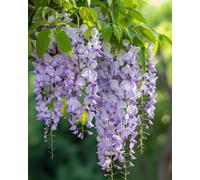 Wisteria Amethyst Violet-Purple Patio Climber