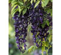 Wisteria Black Dragon Double Climber