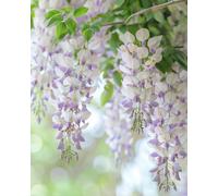 Wisteria Floribunda Domino Climber
