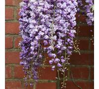 Wisteria Floribunda Double Black Dragon Purple Flowering Vine 80-100cm Cane 3L Pot Plant Theory Purple One Size
