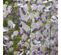 Wisteria Multijuga Japanese Wisteria White Flowering Vine Plant 80-100cm Cane 3L Pot Plant Theory White One Size