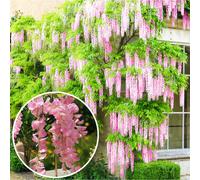 Wisteria Rosea | Pink Flowering Deciduous Hardy Climbing Garden Shrub Plant