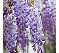 Wisteria sinensis Chinese Wisteria Purple Flowering Vine Plant 60cm Cane 2L Pot Plant Theory Purple One Size
