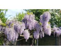 Wisteria Sinensis Patio Trees: Two